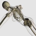 Трехмерный вид женского позвоночника и скелетной системы — стоковое фото