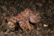 Ocellate octopus on rocky seabed — Stock Photo