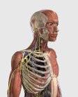 Медична ілюстрація м'язових частин, осьового скелета, вен і нервів — стокове фото