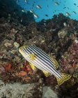 Sweetlips swimming over reef — Stock Photo