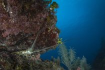 Langosta espinosa en el arrecife - foto de stock