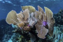 Gorgonie con coralli sulla barriera corallina — Foto stock
