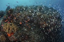 Recifes de coral com peixes perto de Alor — Fotografia de Stock