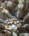 Crabe de porcelaine en anémone — Photo de stock