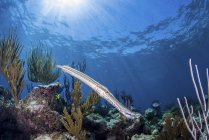 Trumpetfish  swimming over reef — Stock Photo