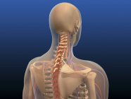Visão traseira do corpo humano mostrando medula espinhal e escápula — Fotografia de Stock