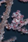 Pygmy seahorse mimicing host gorgonian — Stock Photo