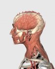 Medizinische Illustration der menschlichen Kopf- und Nackenmuskulatur mit Venen — Stockfoto