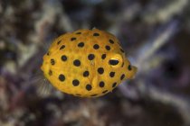 Juvenil amarelo boxfish closeup tiro — Fotografia de Stock