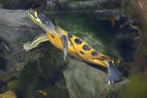 Map turtle with moss on shell — Stock Photo