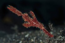 Robust ghost pipefish — Stock Photo