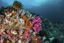 Барвистий кораловий риф з рибою — стокове фото