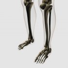 Vista tridimensional de las piernas y pies humanos huesos - foto de stock