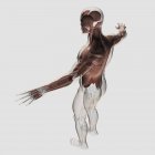 Anatomie der männlichen Muskeln im Oberkörper — Stockfoto
