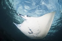 Manta ray nadando en aguas poco profundas - foto de stock