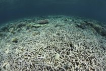 Recifes de corais destruídos — Fotografia de Stock