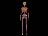 Медична ілюстрація жіночого скелета з венами та артеріями — стокове фото