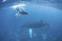 Ballenas jorobadas nadando en agua azul - foto de stock