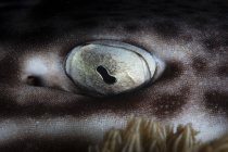 Глаз коралловой кошачьей акулы — стоковое фото