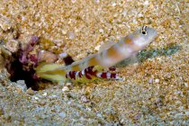 Flagtail Garnelen Grundel mit Randall Shrimps — Stockfoto