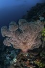 Weichkorallen-Kolonie am Riffhang — Stockfoto