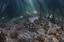 Medusas de cabeça para baixo que põem no fundo do mar — Fotografia de Stock