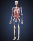 Human skeleton with organs and circulatory system — Stock Photo