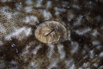Tasseled wobbegong shark eye — Stock Photo