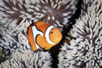 Clownfish swimming among anemone tentacles — Stock Photo
