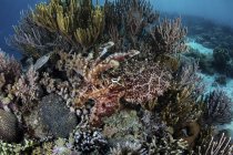 Seiche broadclub planant au-dessus du récif corallien — Photo de stock
