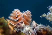 Рождественский червь на коралловом рифе — стоковое фото