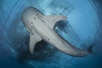 Китовая акула с раскаянием — стоковое фото
