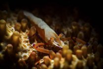 Emperor shrimp on sea cucumber — Stock Photo