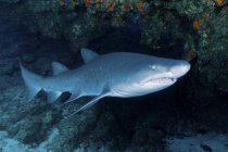 Tiburón dientes andrajosos bajo repisa de coral - foto de stock