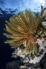 Colorful crinoid on reef — Stock Photo