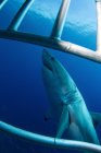 Большая белая акула возле острова Гуадалупе — стоковое фото