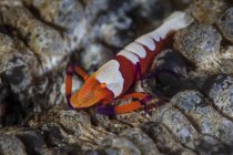 Colorful emperor shrimp on sea cucumber — Stock Photo