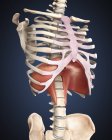 Медицинская иллюстрация человеческой диафрагмы в грудной клетке — стоковое фото
