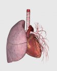 Pulmonary circulation of human heart and lung — Stock Photo