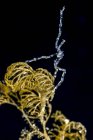 Морський павук крупним планом постріл — стокове фото