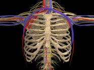 Ilustración médica de la caja torácica con nervios, arterias y venas - foto de stock