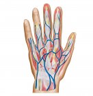 Anatomie de la main humaine face arrière — Photo de stock
