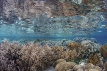 Кораловий риф у мілководді — стокове фото
