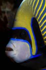 Emperor angelfish closeup headshot on dark background, Indonesia — Stock Photo