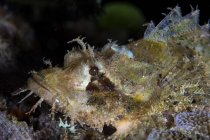 Papuan scorpionfish primer plano headshot - foto de stock