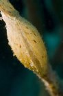 Sack of yellow ghost pipefish with eggs, North Sulawesi, Indonesia — Stock Photo