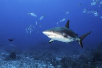 Caribbean reef shark and school of fish — Stock Photo