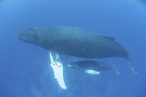 Горбатый кит мать и теленок — стоковое фото