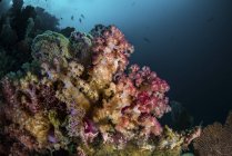 Барвистий м'який корал на рифі — стокове фото