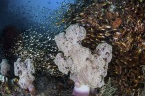 Colonie de corail mou sur la pente du récif — Photo de stock